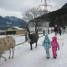 kl tannenbaum 113_JPG-1388091299.jpg