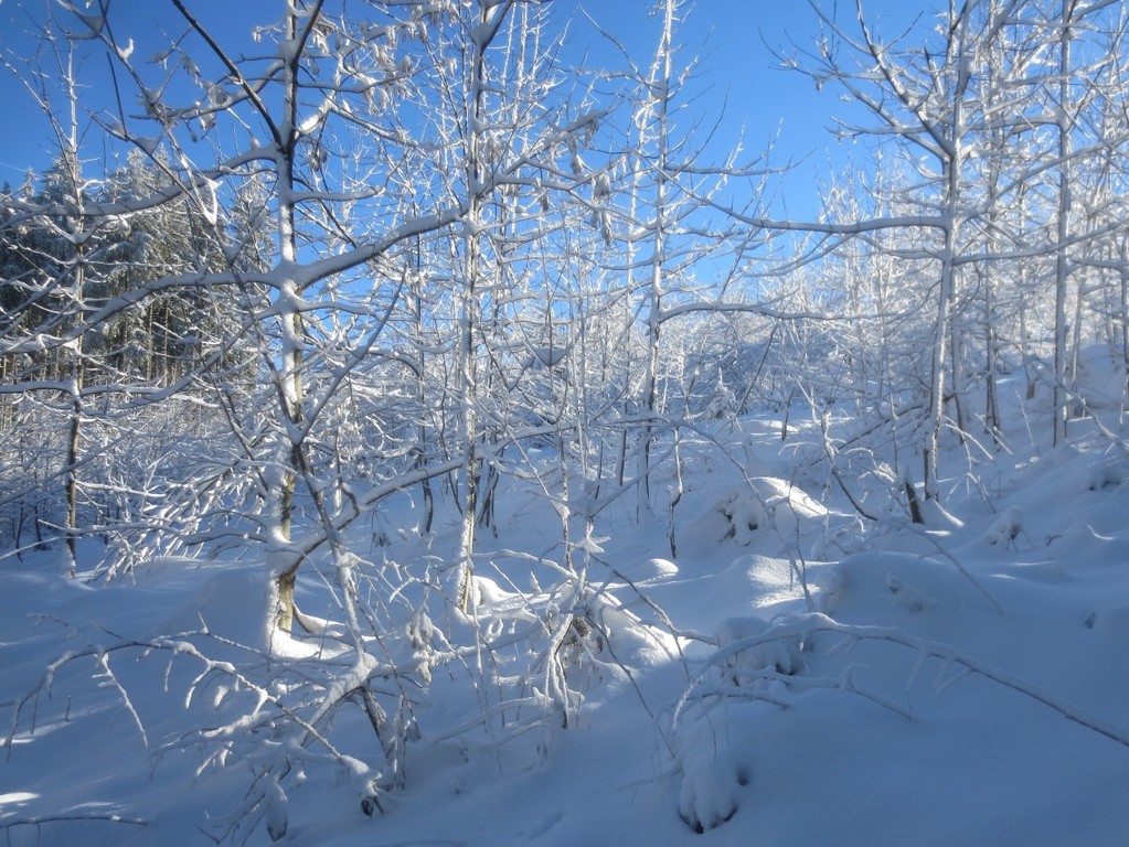 Winter Wandern Pf__nder-Tr__gen 27-12-2013 _2_.jpg