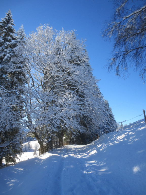 Winter Wandern Pf__nder-Tr__gen 27-12-2013 _9_.jpg