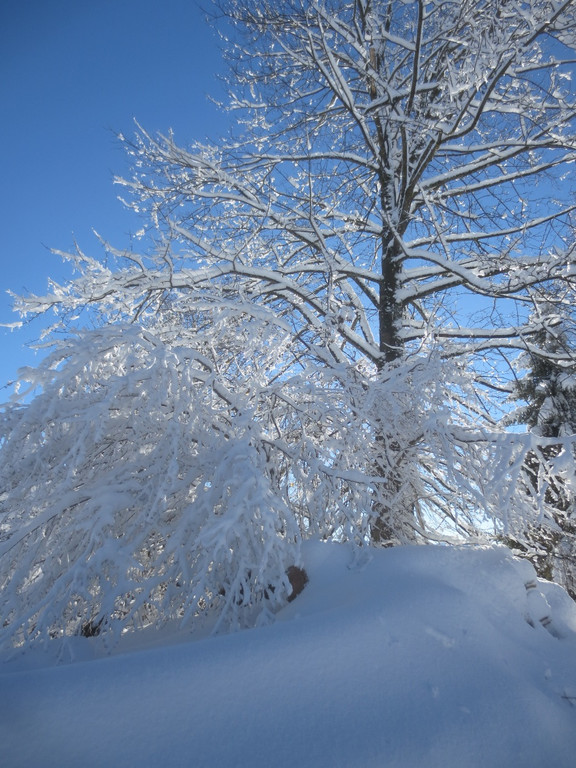 Winter Wandern Pf__nder-Tr__gen 27-12-2013 _18_.jpg