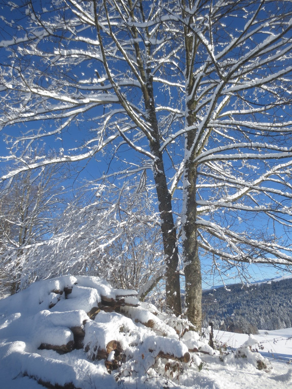 Winter Wandern Pf__nder-Tr__gen 27-12-2013 _19_.jpg