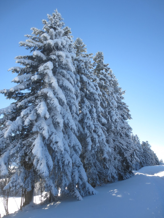 Winter Wandern Pf__nder-Tr__gen 27-12-2013 _20_.jpg