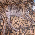 Gar nicht mal schlecht, Hasso. 