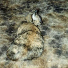 Wer findet Kitty - Klappe, die zweite. 