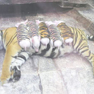 "Es stimmt also wirklich. Man vergisst alles über die Geburt und freut sich nur noch."