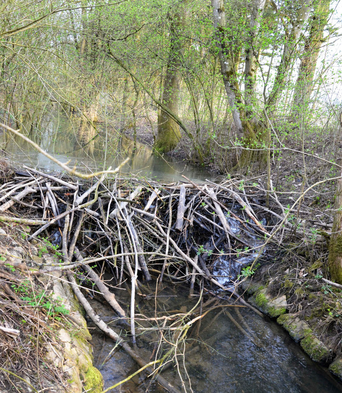 Biberdamm_Meiningen.jpg