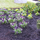 sm_gemeinde_blumen08_JPG-1269964011
