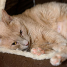 Liebevolle Katze Bima sucht ihren Kuschelplatz