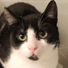 Avani: Ruhige, liebe Katzendame sucht entspanntes Daheim