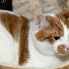 Schüchterner Kater Yuma wünscht sich geduldiges Herrchen oder Frauchen