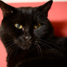 Zugänglicher Kater Holmes hätte gern guten Einzelplatz