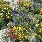blumenbeet.jpg