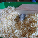 hamster.jpg