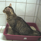 Katzenklo.jpg