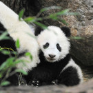 Pandabub Fu Bao erkundet im Tiergarten Schönbrunn das Gehege