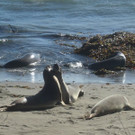 Westcoast 6.JPG