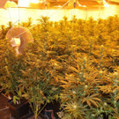 Bilder der Plantage