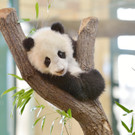 Panda-Bub Fu Bao erobert frech und unternehmungslustig Schönbrunn