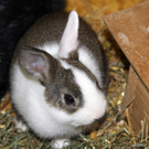 Tiere als Ostergeschenk