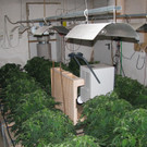 Cannabis-Plantage im Bezirk Mistelbach sichergestellt