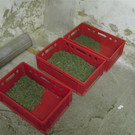 20140114 PI Mistelbach SM Eibesthal 2.JPG