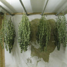 20140114 PI Mistelbach SM Eibesthal 3.JPG