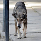 "Hachi", der traurige Hund von Cochabamba