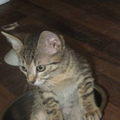 King Louie: Selbstbewusster kleiner Kater will im neuen Daheim König sein