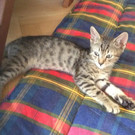 Shirkan: Verschmuster sensibler Tiger sucht Kuschelplatz