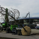 Pflanzaktion am Hafen