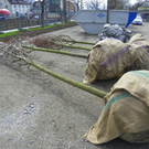 101_0885_jpg-1270150211
