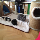 Rasse-Mix-Katze Hedy hofft nach Mutterfreuden auf schönes Zuhause