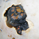 Niedliche Schildkröten-Babys im Haus des Meeres geschlüpft