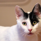 Sanfter Kuschelkater Howard sucht einen guten Platz