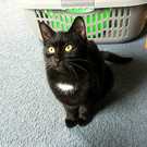 Moni: Hübsche Schmusekatze wünscht sich Traumplatz 