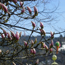 Magnolien am See 