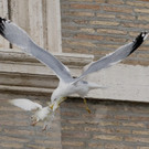 Vögel attackieren Friedenstauben