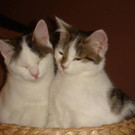 Geschwister-Jungkatzen Holly & Harlem suchen gemeinsames Heim