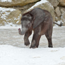 Iqhwa im Schnee
