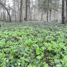 Auwald am Achufer       