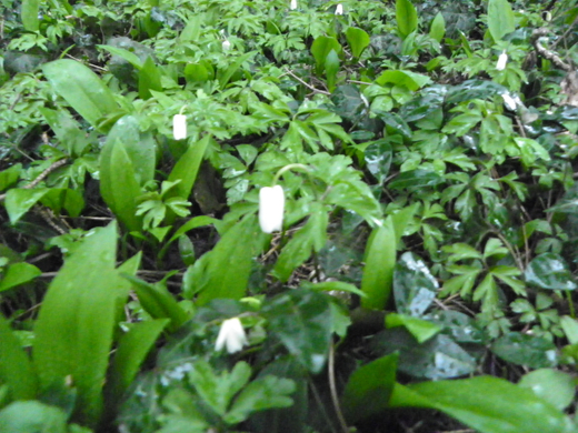 101_0522_jpg-1270302722