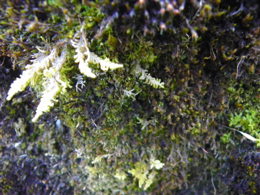 101_0450_jpg-1270302658