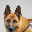 Stürmischer Schäfer-Rüde Max sucht seinen Platz