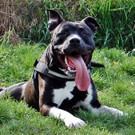 Carlos: Kontaktfreudiger Rüde möchte einen Einzelplatz