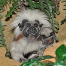 Semesterferien-Programm im Haus des Meeres: Äffchen und Koi füttern 