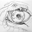 PET__NE Gondwana-verloren-in-der-Zeit Tusche auf Papier 29_7x42 cm.jpg