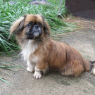 Nils: Kleiner Hund sucht Menschen mit Erfahrung