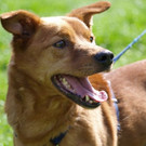 Luzi: Schmuse-Dackel mit besonderer "Futter-Liebe" sucht sein Daheim