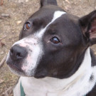 Liebevolle Hündin Shila hofft auf schönes Zuhause