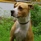 Cody: Unkomplizierter Hund sucht schönen Einzelplatz